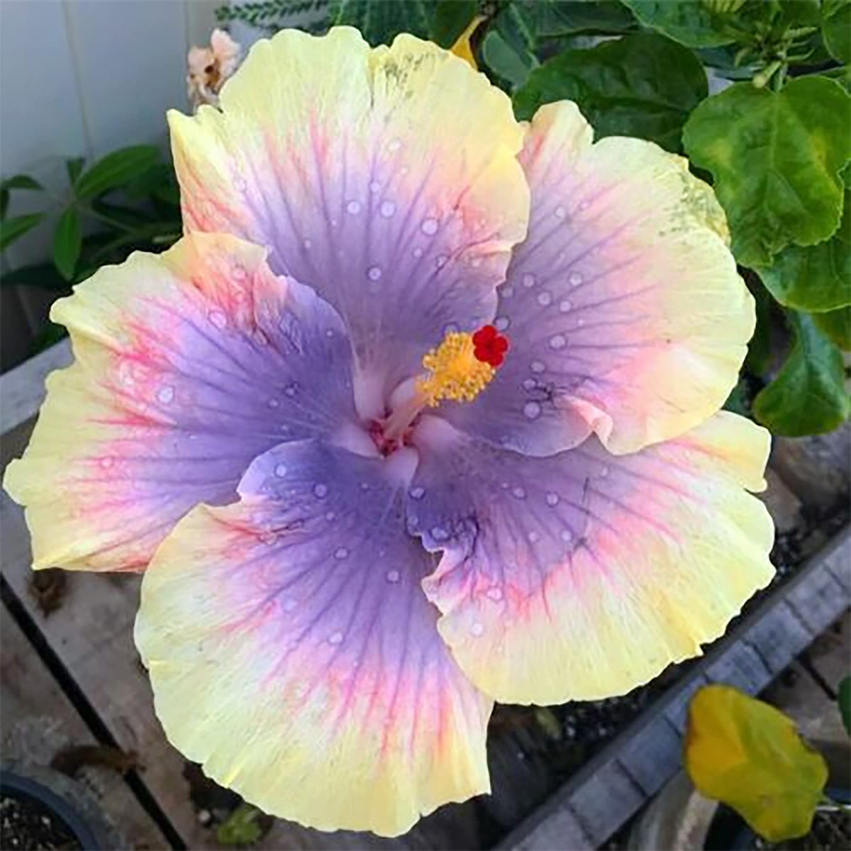 Hibiscus Seeds – Purple Yellow
