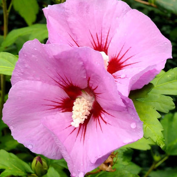 Hibiscus Seeds – Rose of Sharon
