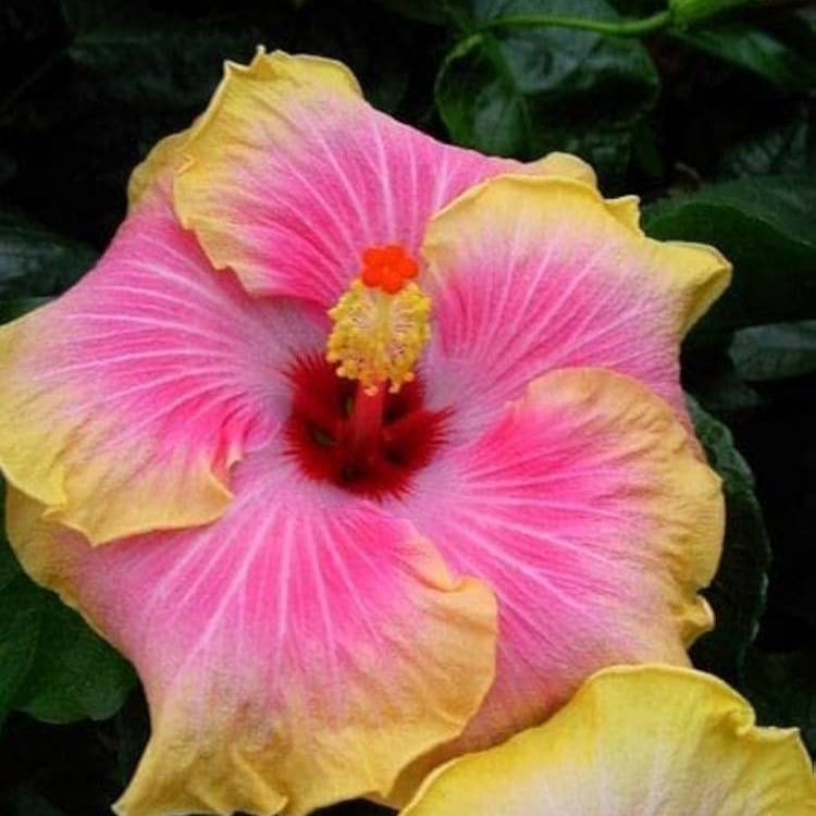 Hibiscus Seeds – Tropical Yellow Pink
