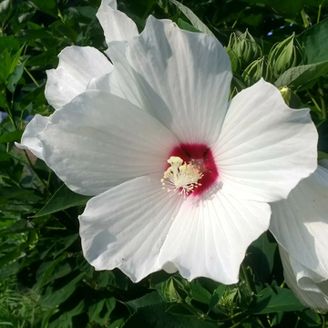 Hibiscus Seeds – White Eye
