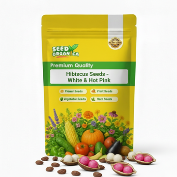 Hibiscus Seeds – White & Hot Pink