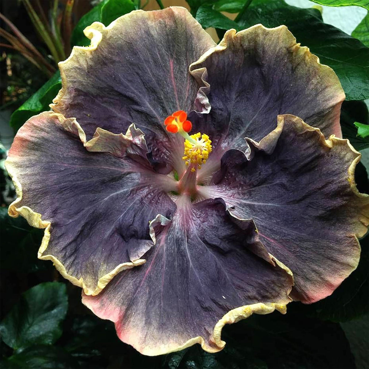 Hibiscus Seeds – Yellow & Black
