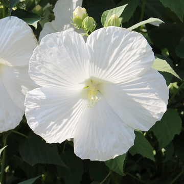 Hibiscus Seeds – Snow White
