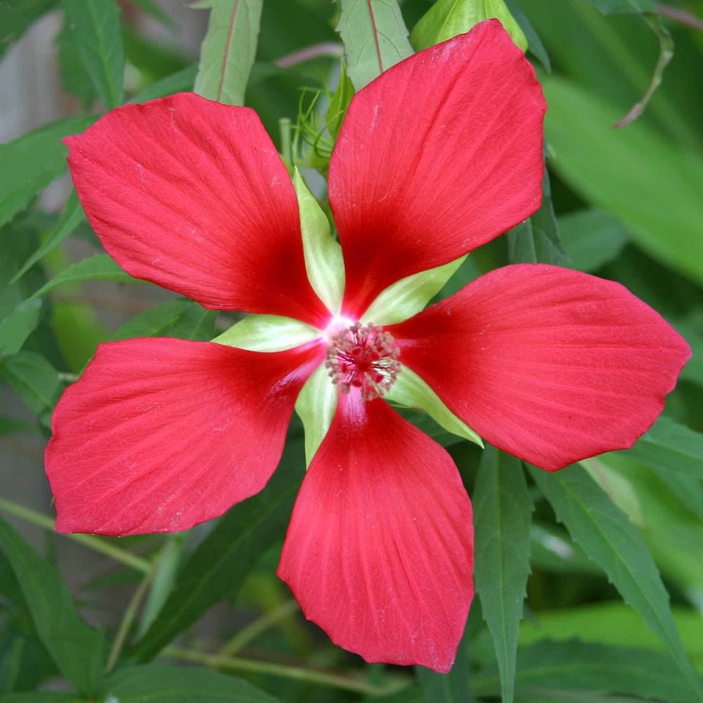 Hibiscus Seeds – Texas Star Red
