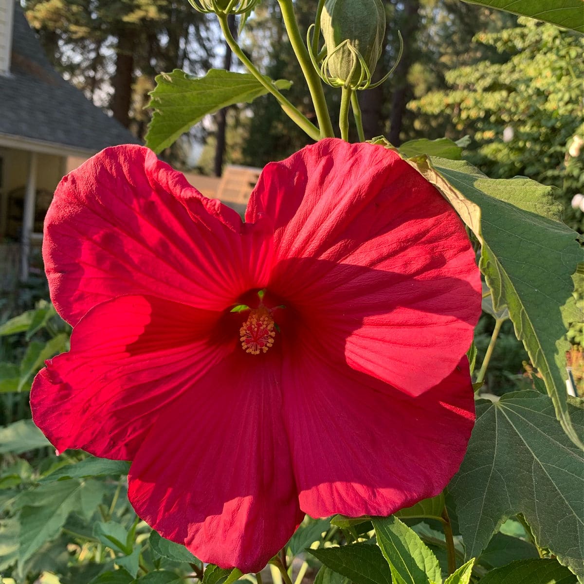 Hibiscus_Red_Hardy