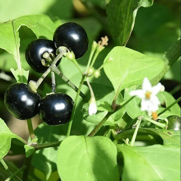 Hierba Mora Seeds - Herbal Plant