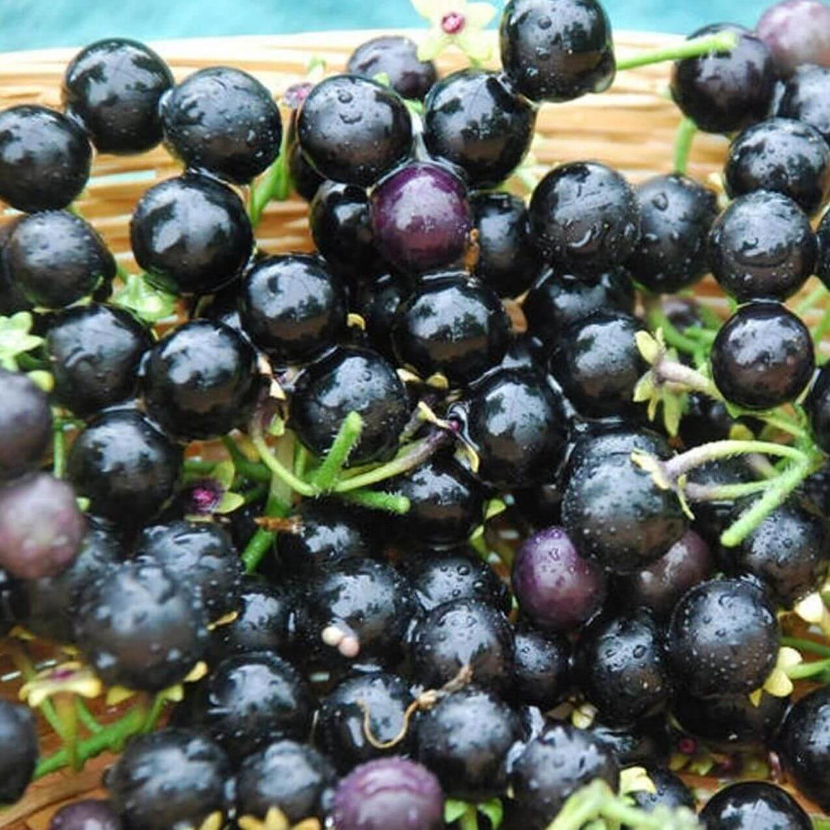 Hierba Mora Seeds - Herbal Plant