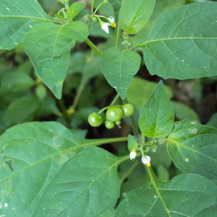 Hierba Mora Seeds - Herbal Plant