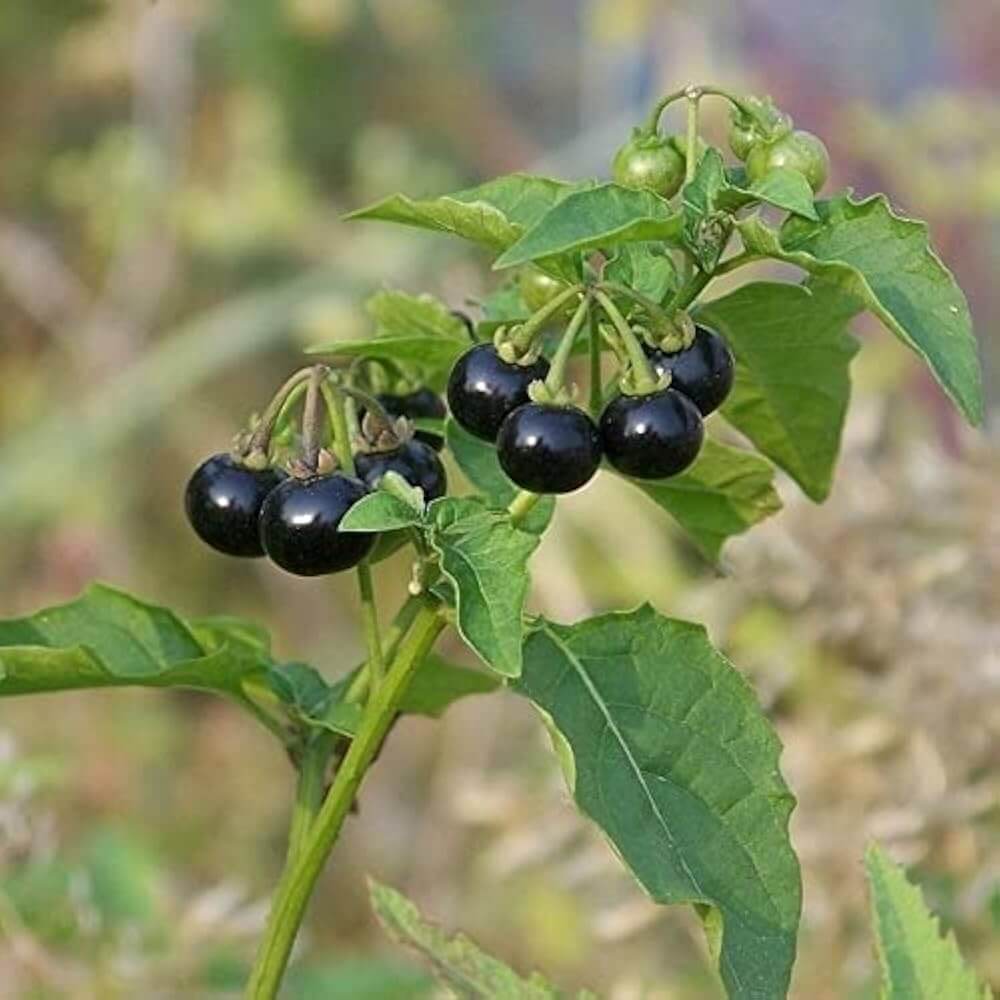 Hierba Mora Seeds - Herbal Plant