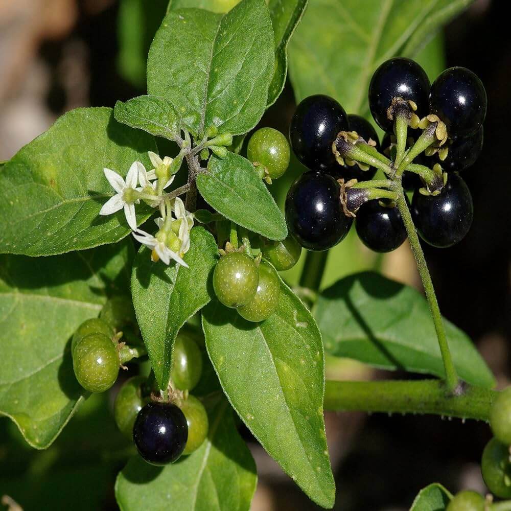 Hierba Mora Seeds - Herbal Plant
