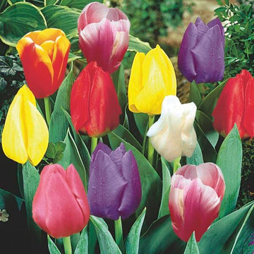 Holland Tulip Seeds - Flower Plant