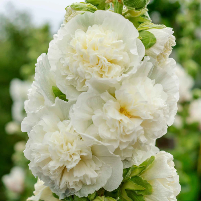 Hollyhock Seeds - Double White
