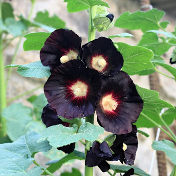 Hollyhock Seeds – Black
