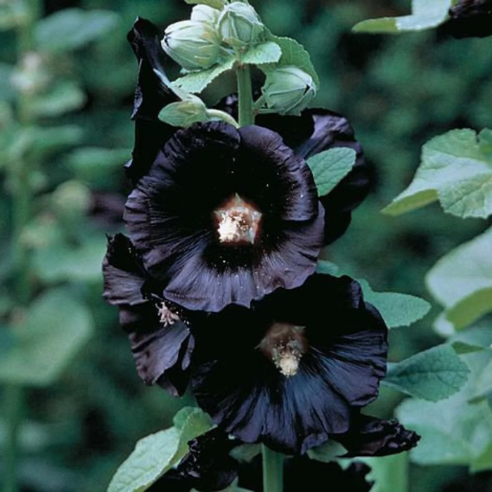 Hollyhock Seeds – Black Prince
