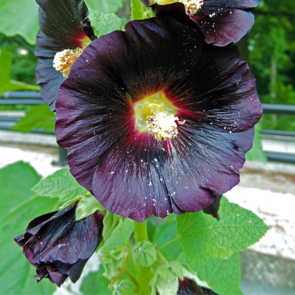 Hollyhock Seeds – Black
