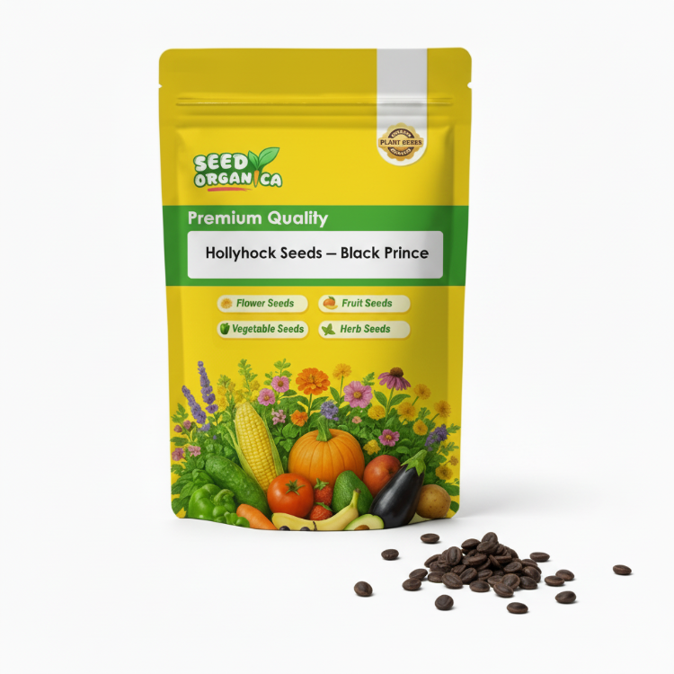 Hollyhock Seeds – Black Prince