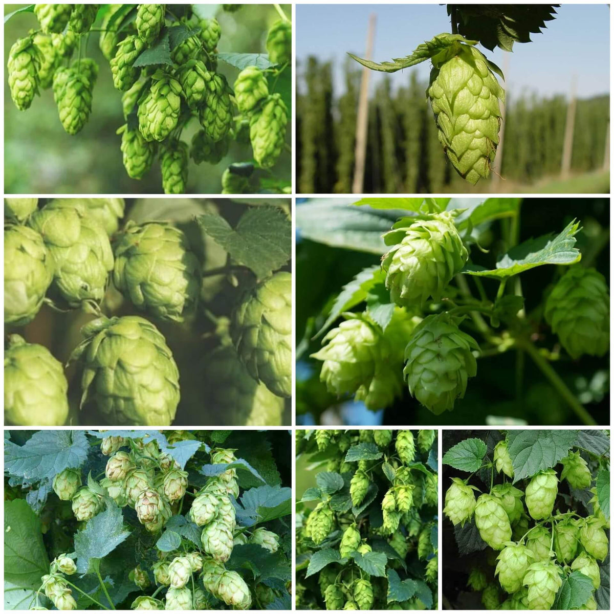 Hops Seeds - All In One For Home Gardens