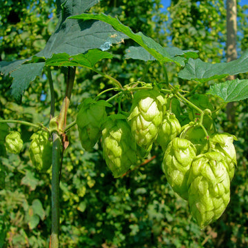 Hops Seeds - All In One For Home Gardens