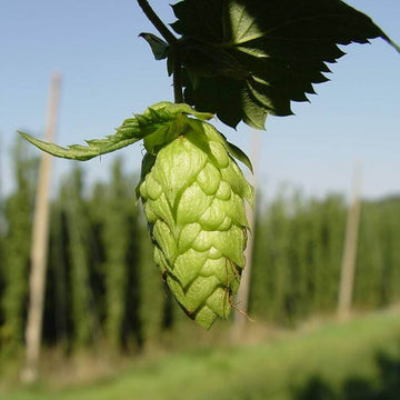 Hops Seeds - Green