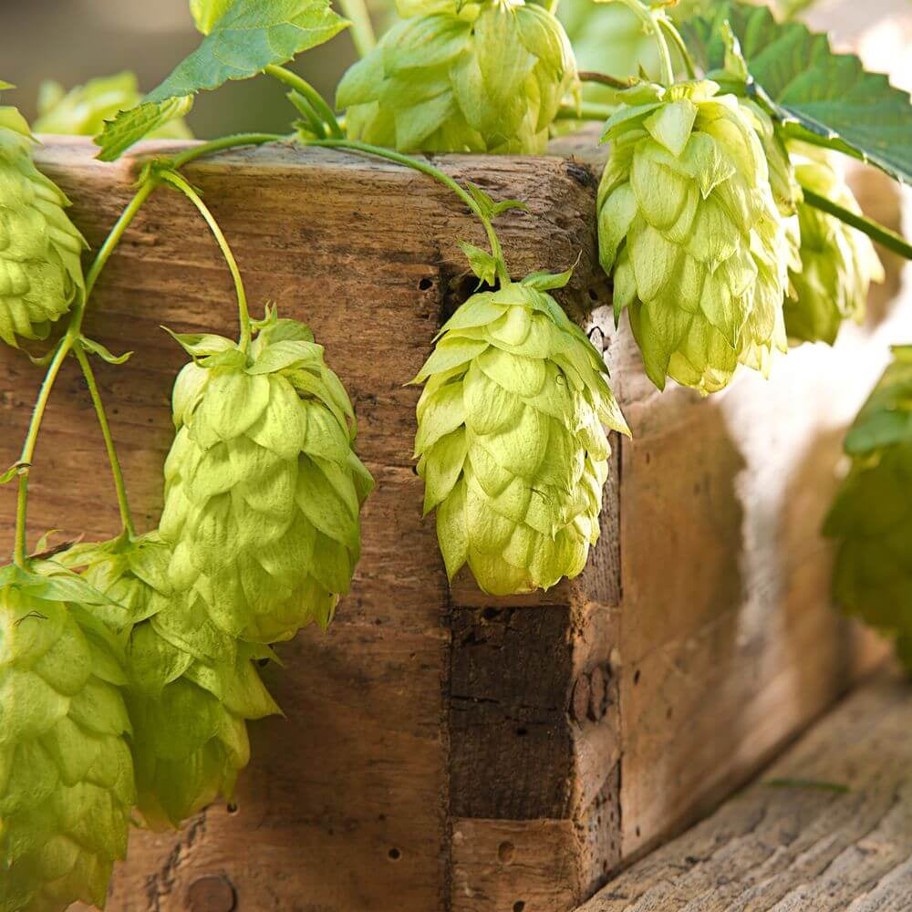 Hops Seeds - Khaki Green