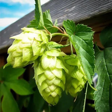 Hops Seeds - Light Green