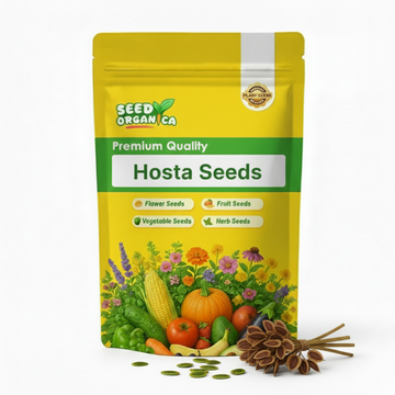 Hosta Seeds