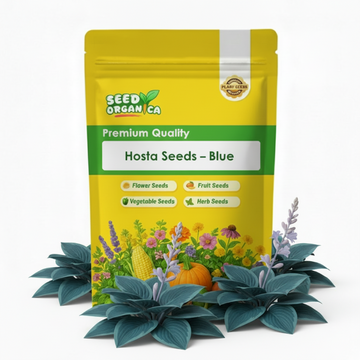 Hosta Seeds –  Blue