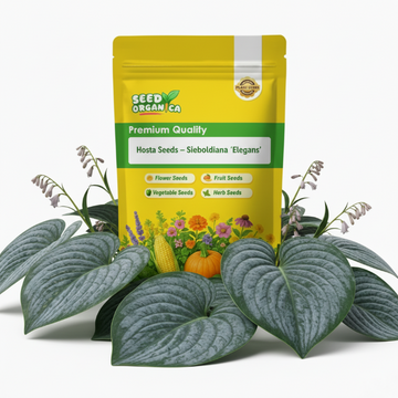 Hosta Seeds – Sieboldiana ‘Elegans’
