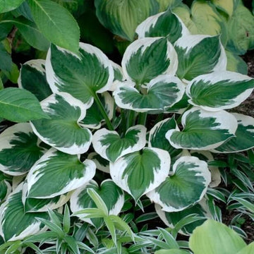 Hosta Seeds for Planting