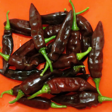 Thick Brown Chilli Seeds - Vegetable Plant