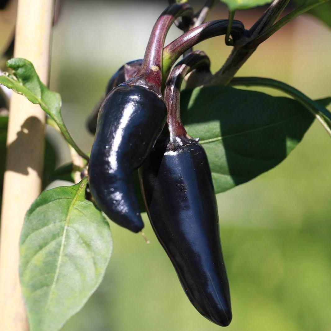 Hot Pepper Seeds – Black Chili