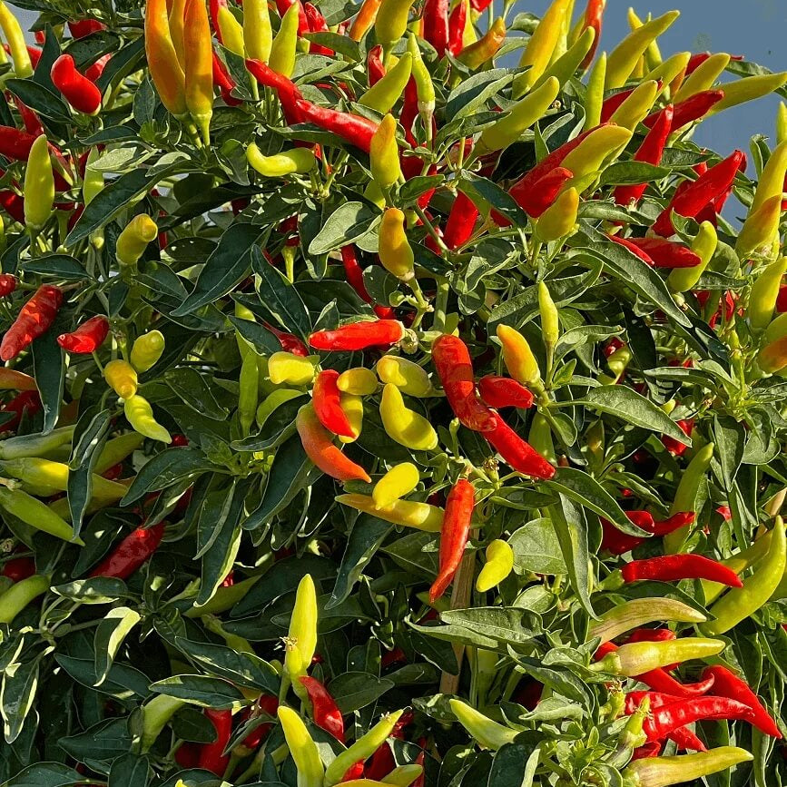 Hot Pepper Seeds - Tabasco