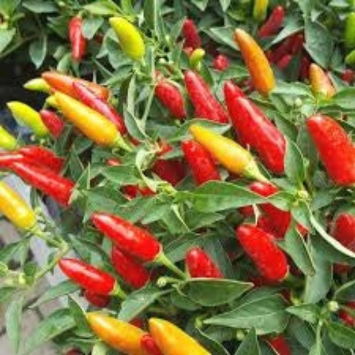 Hot Pepper Seeds - Tabasco