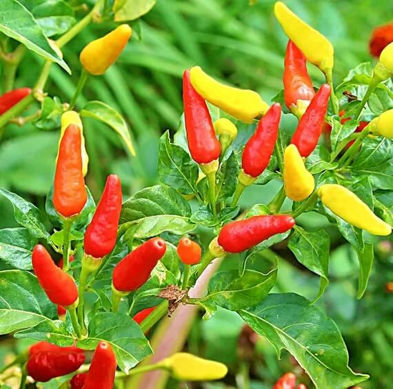 Hot Pepper Seeds - Tabasco