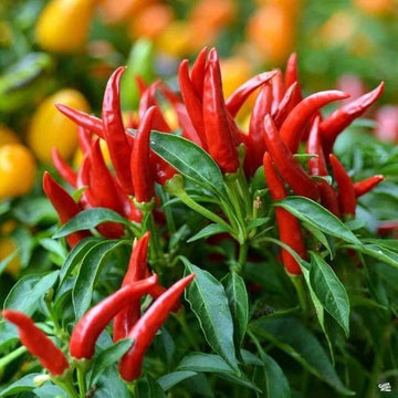 Hot Pepper Seeds 
