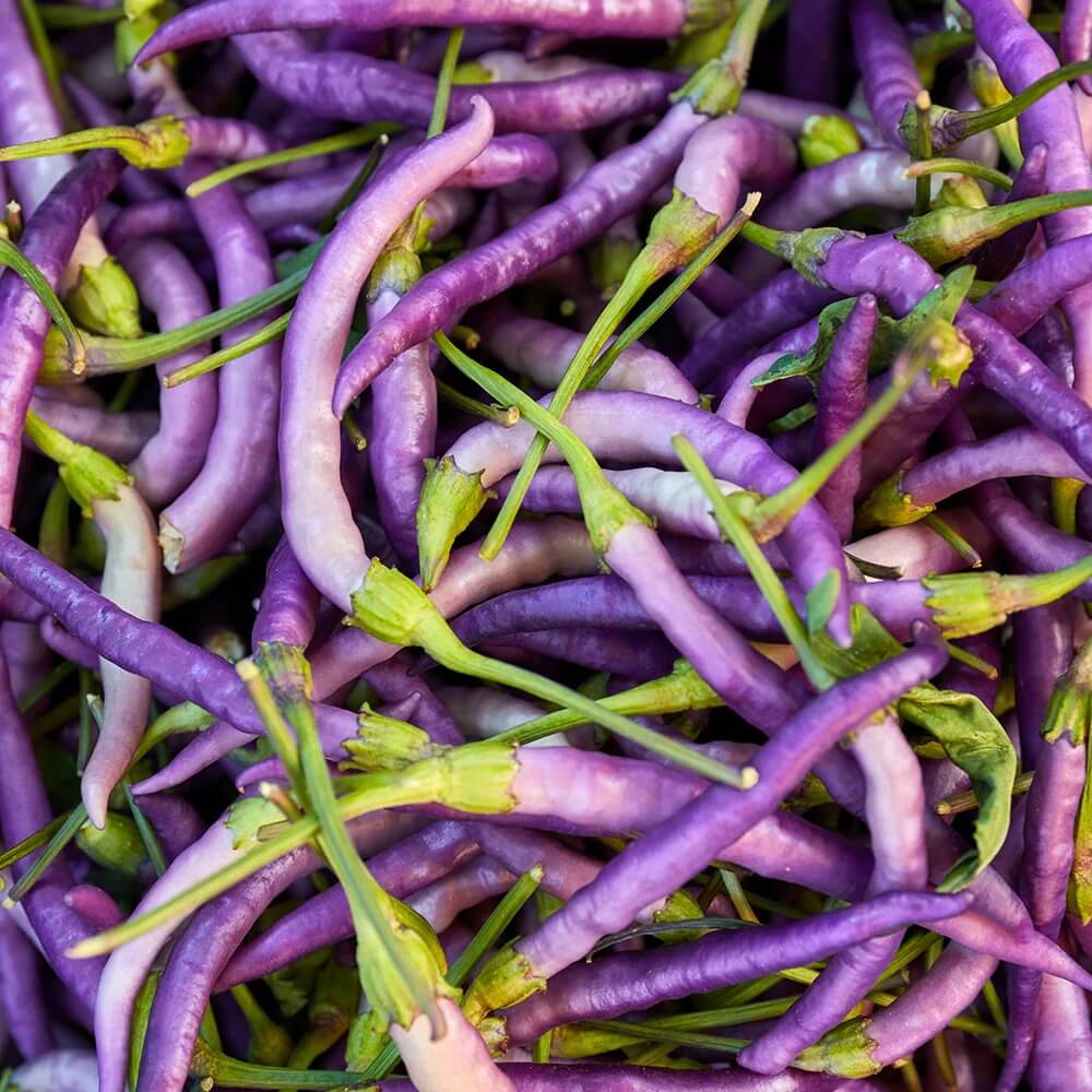 Hot Pepper Seeds – Buena Mulata
