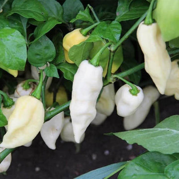 Hot Pepper Seeds – White