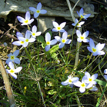 Houstonia caerulea Seeds for Planting