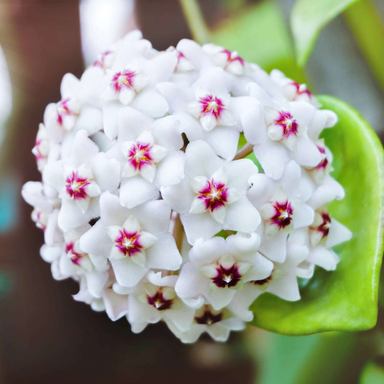 Hoya Seeds – Hardy