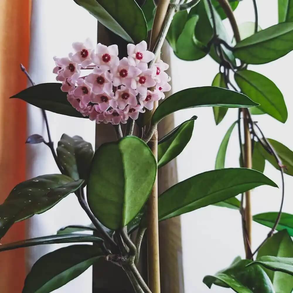 Hoya Seeds – Hardy