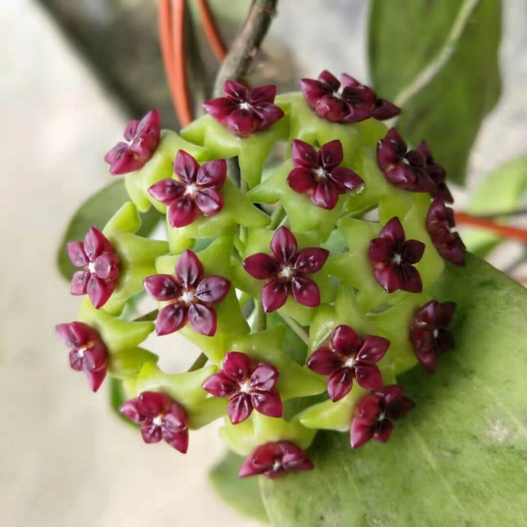 Hoya Seeds – Green Maroon