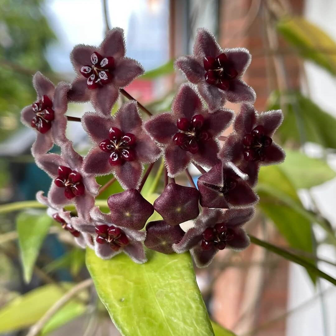 Hoya Seeds – Black
