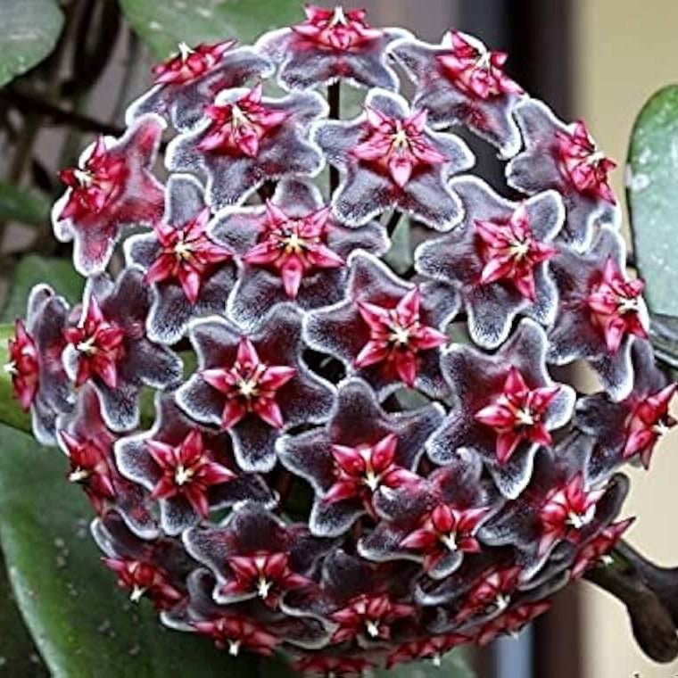 Hoya Seeds – Black Red