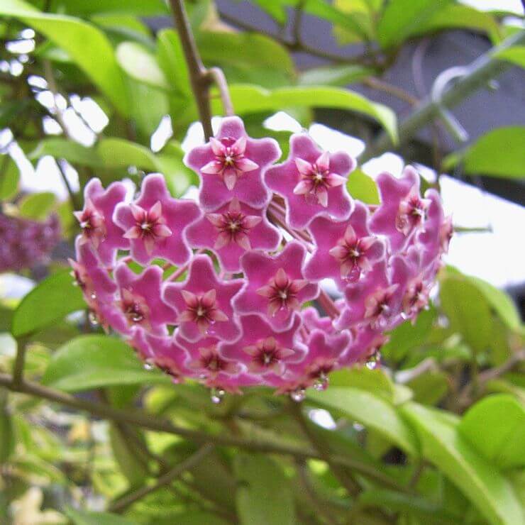 Hoya Seeds – Violet