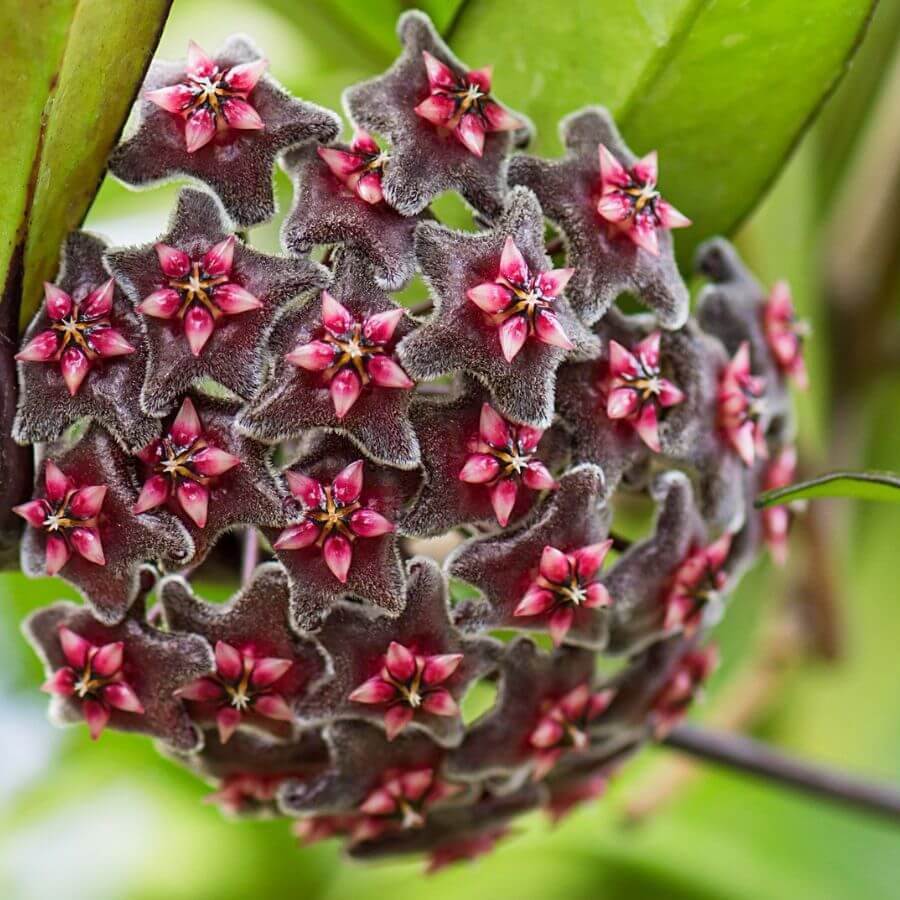 Hoya Seeds – Black Red