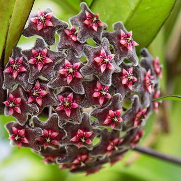 Hoya Seeds – Black Red