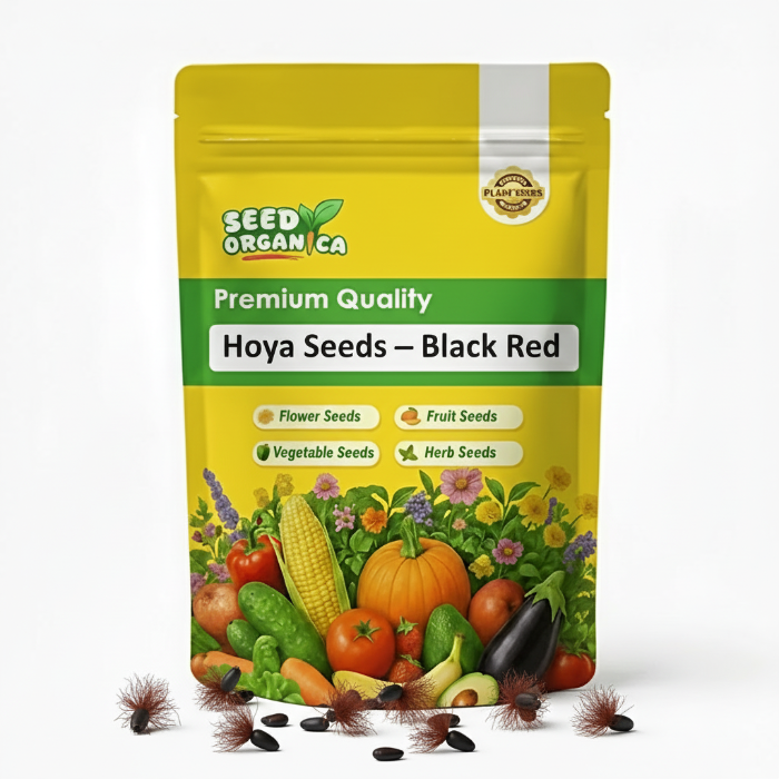 Hoya Seeds – Black Red