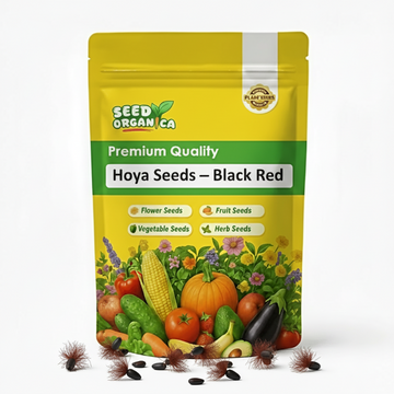 Hoya Seeds – Black Red