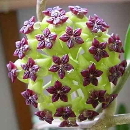 Hoya Seeds – Green Maroon