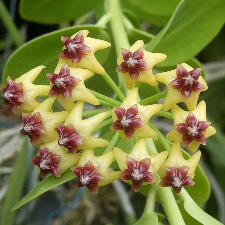 Hoya carnosa Seeds – Yellow Maroon